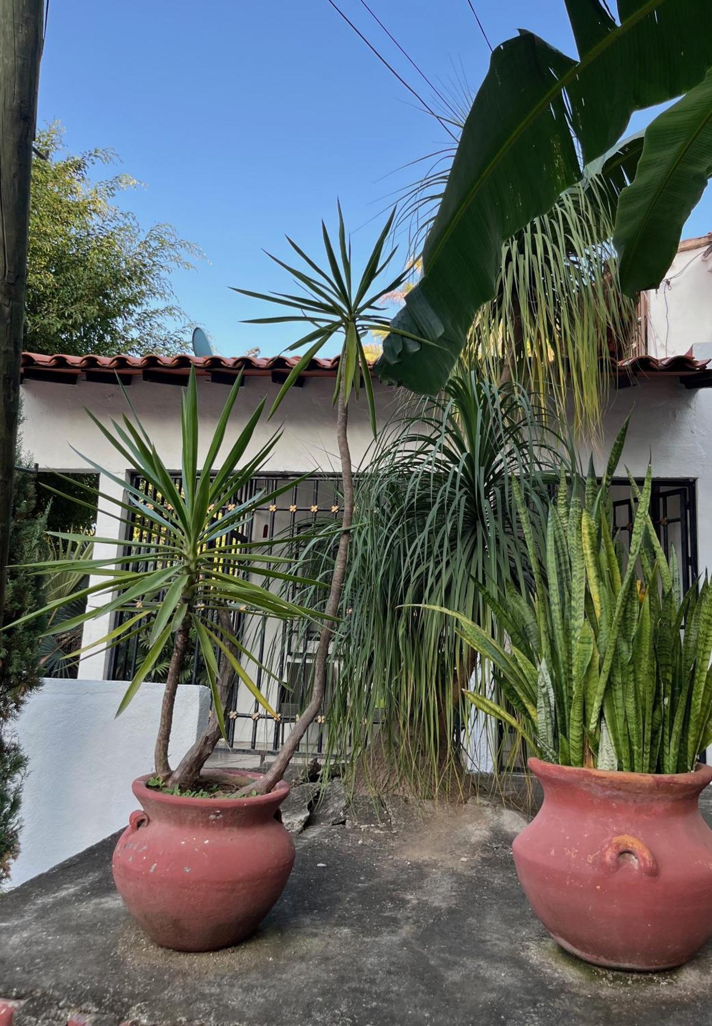 Villa Palmier -Quiet Cosy Air Conditioned Terrace Puerto Vallarta Luaran gambar
